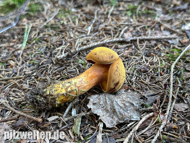 Nadelholzröhrling, Nadelholz-Pulverröhrling, Buchwaldoboletus lignicola