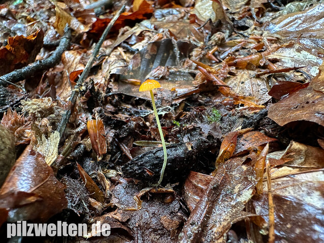 Orangeroter Helmling, Mycena acicula