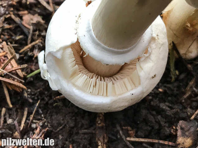 Rosablättriger Egerlingsschirmling, Leucoagaricus leucothites