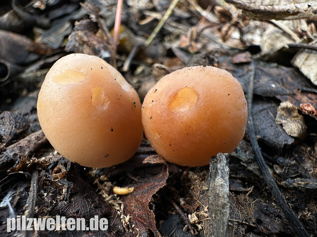 Striegeliger Rübling, Stinkender Frühlingsrübling, Gymnopus hariolorum