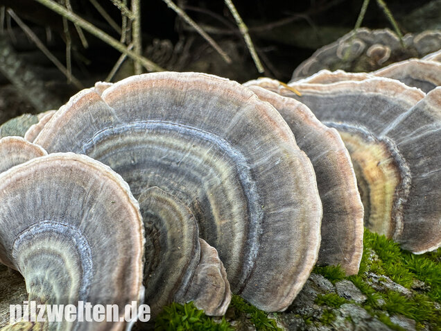 Schmetterlingstramete, Turkey tail mushroom, Trametes versicolor
