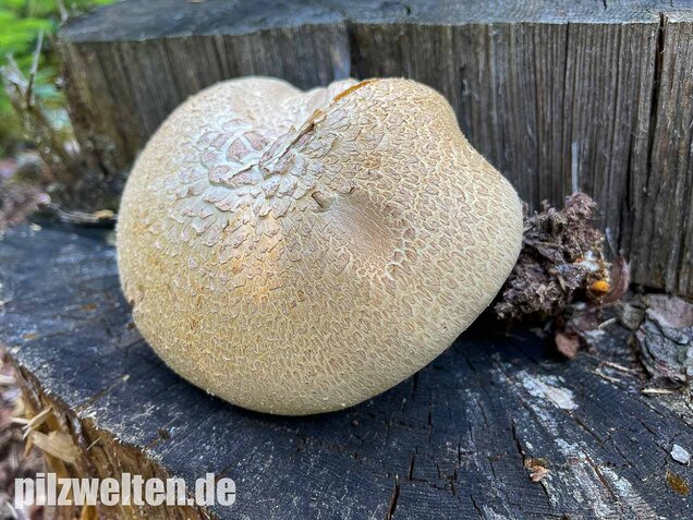Schuppiger Sägeblättling, Neolentinus lepideus