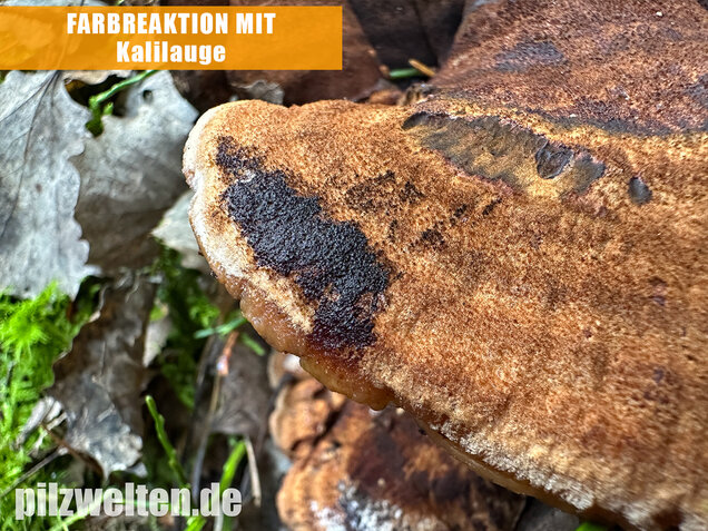 Schwarzgebänderter Harzporling, Nadelholzharzporling, Ischnoderma benzoinum