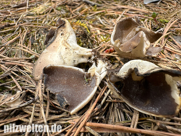 Schwarzweiße Rippen-Becherlorchel, Dissingia leucomelaena