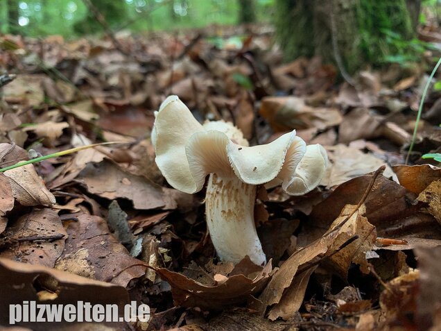 Unverschämter Ritterling, Tricholoma lascivum