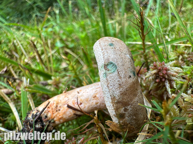 Wechselblauer Edelreizker, Lactarius quieticolor