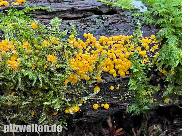 Zitronengelber Reisigbecherling, Calycina citrina