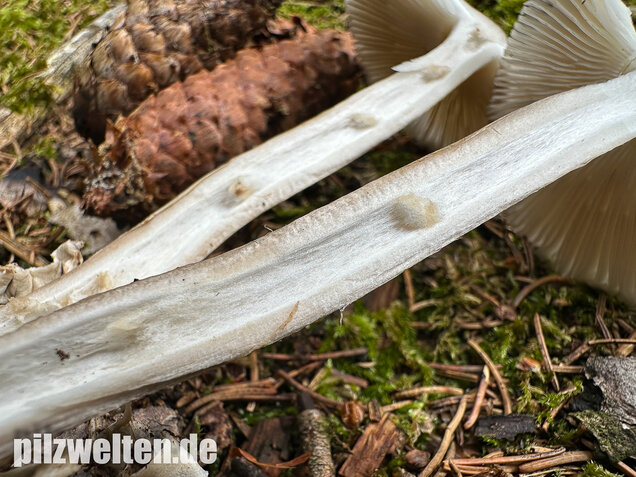 Zweifarbiger Scheidenstreifling, Unterteilter Streifling, Amanita battarrae