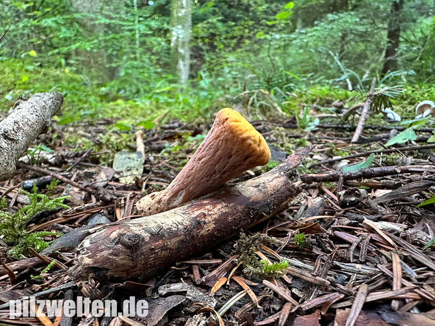 Abgestutzte Herkuleskeule, Clavariadelphus truncatus