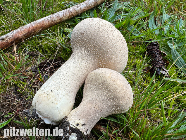 Beutelstäubling, Lycoperdon excipuliforme