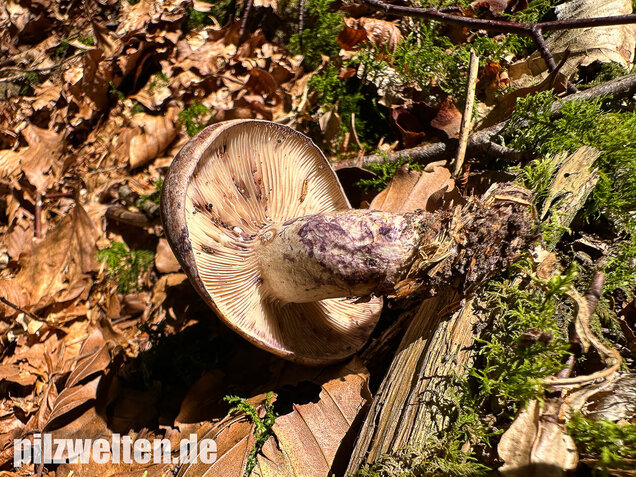 Klebriger Violettmilchling, Ungezonter Violettmilchling, Lactarius uvidus