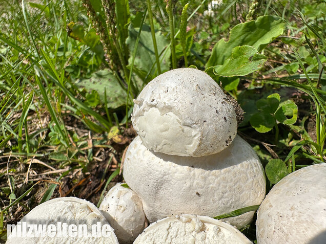 Bleigrauer Zwergbovist, Bleibovist, Bovista plumbea