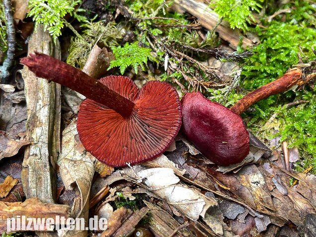 Blutroter Hautkopf, Cortinarius sanguineus