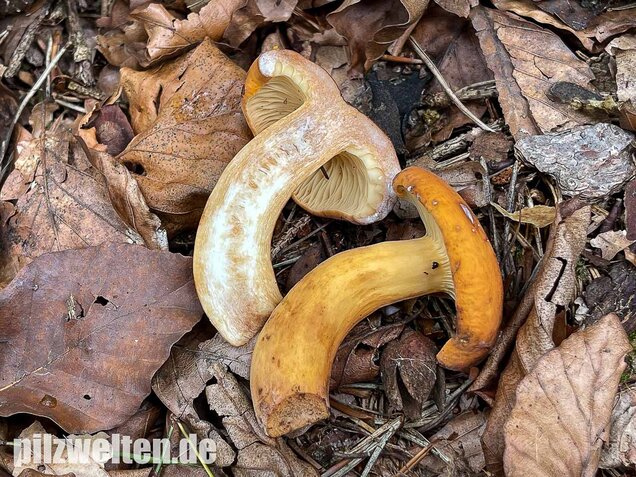 Milchbrätling, Lactifluus volemus