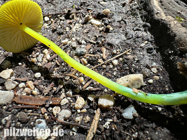 Braungrüner Zärtling, Braungrüner Rötling, Entoloma incanum agg.