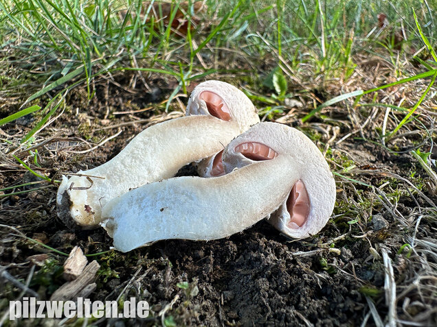 Braunschuppiger Wiesenchampignon, Agaricus moellerianus
