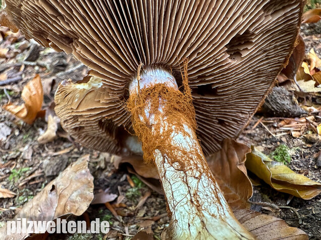 Buchenklumpfuß, Cortinarius anserinus