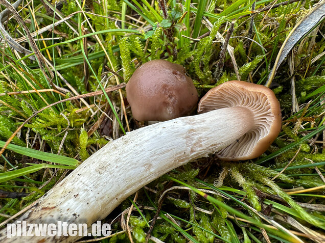 Dattelbrauner Ellerling, Cuphophyllus colemannianus