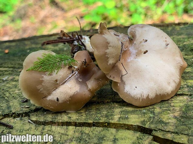 Fleischbräunlicher Anistrichterling, Clitocybe obsoleta