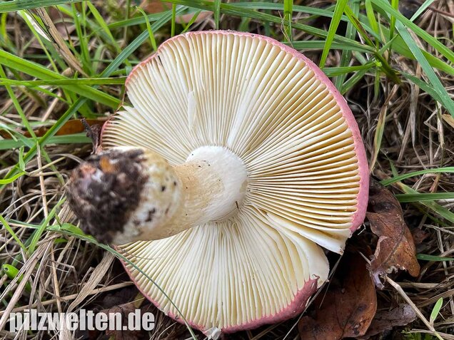 Heringstäubling, Fleischfarbener Heringstäubling, Russula xerampelina