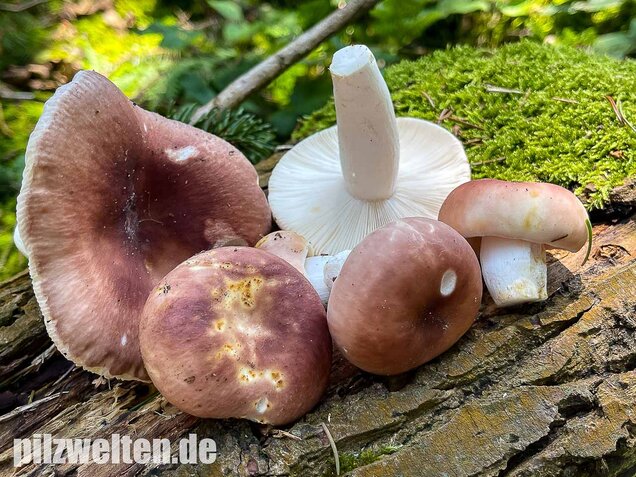 Speisetäubling, Russula vesca