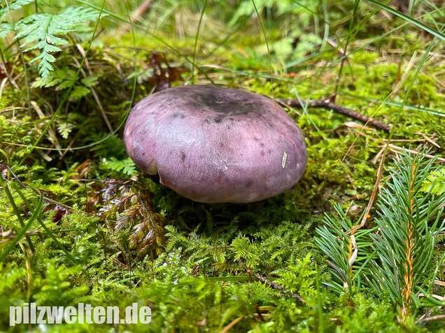 Frauentäubling, Russula cyanoxantha
