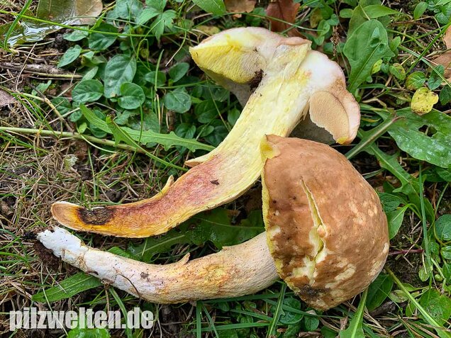 Gehämmerter Röhrling, Hemileccinum depilatum