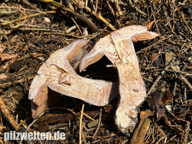 Dunkelfleckender Schleimkopf, Phlegmacium violaceomaculatum