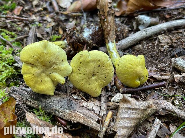 Gemeiner Schwefelritterling, Tricholoma sulphureum