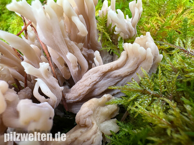 Graue Koralle, Grauer Keulenpilz, Clavulina cinerea