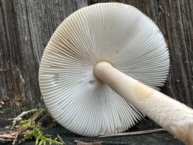Grauhäutiger Scheidenstreifling, Amanita submembranacea