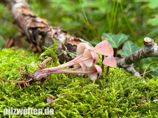 Großer Bluthelmling, Mycena haematopus