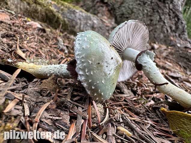 Grünspanträuschling, Stropharia aeruginosa