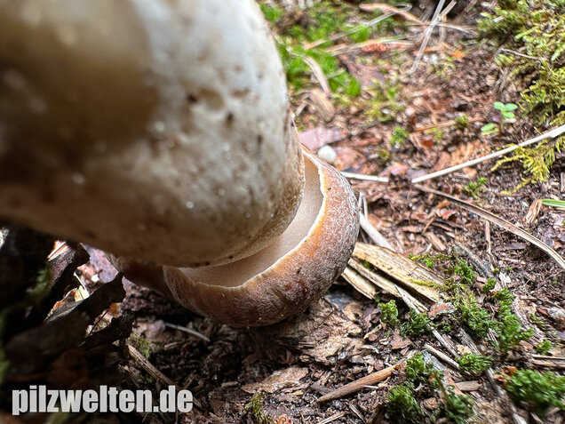 Kiefernsteinpilz, Rothütiger Steinpilz, Boletus pinophilus