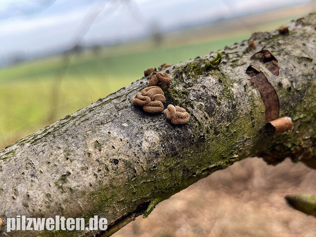Hasel-Kleiebecherling, Haselbecherling, Encoelia furfuracea