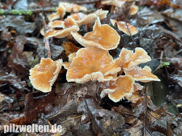 Kohlstinkschwindling, Gymnopus brassicolens