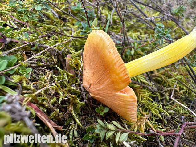 Kugelsporiger Saftling, Hygrocybe subglobispora