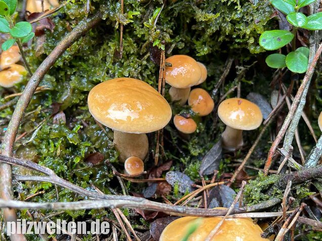 Kuhröhrling, Suillus bovinus