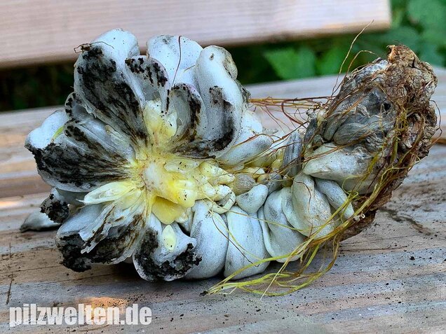 Maisbeulenbrand, Ustilago maydis