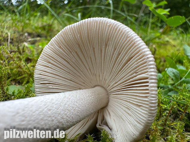 Pappelstreifling, Amanita simulans Contu