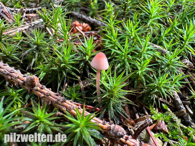 Purpurschneidiger Bluthelmling, Kleiner Bluthelmling, Mycena sanguinolenta