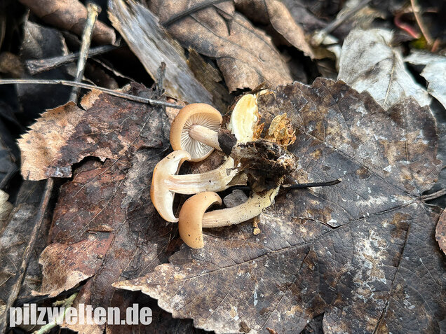 Striegeliger Rübling, Stinkender Frühlingsrübling, Gymnopus hariolorum