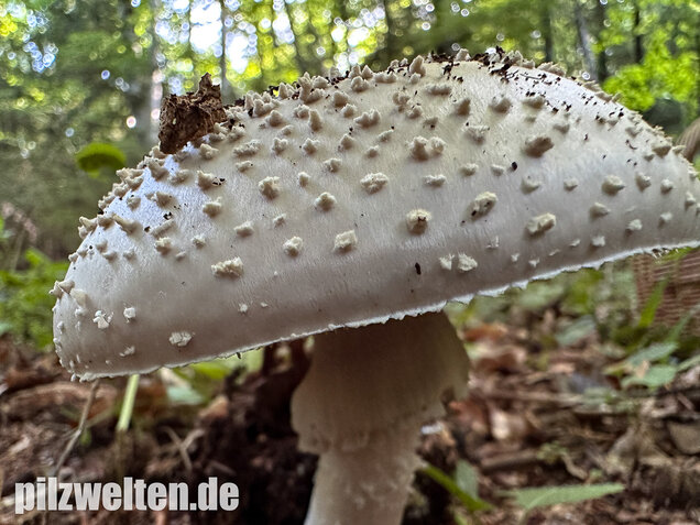 Spitzkegeliger Wulstling, Amanita echinocephala