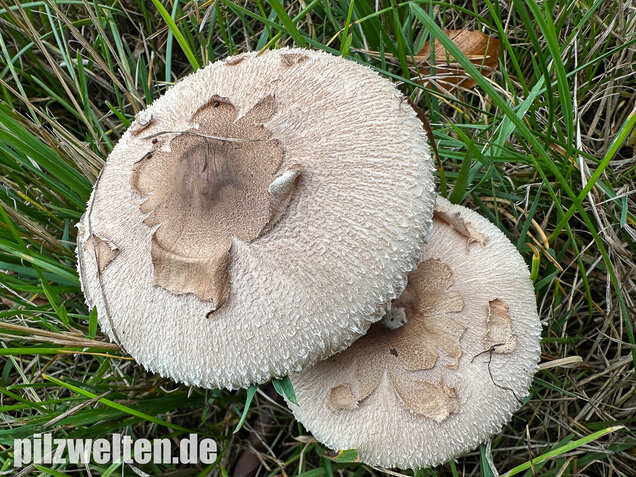 Sternschuppiger Riesenschirmling, Grobscholliger Riesenschirmling, Macrolepiota rhodosperma