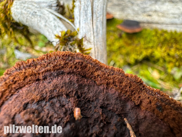 Tannenblättling, Gloeophyllum abietinum