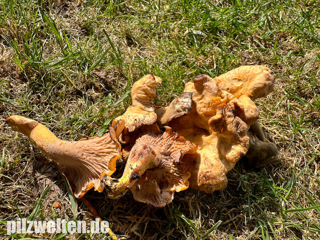 Gelbvioletter Pfifferling, Cantharellus ianthinoxanthus