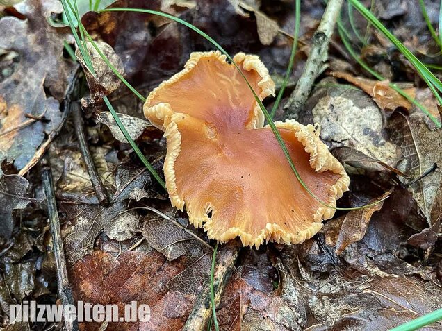 Waldfreundrübling, Gemeiner Rübling, Gymnopus dryophilus