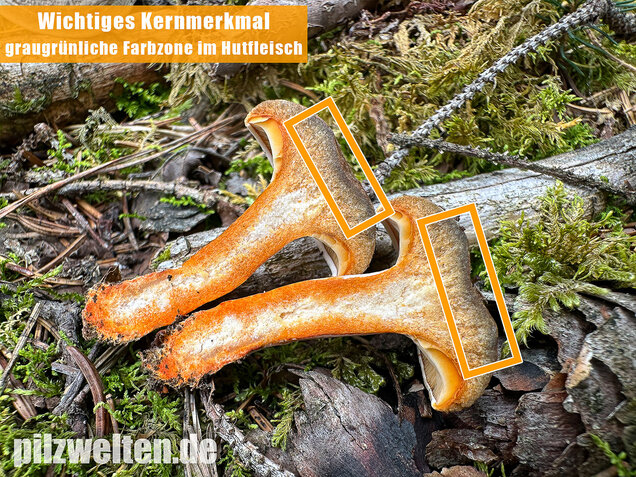 Wechselblauer Edelreizker, Lactarius quieticolor