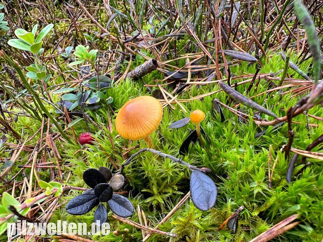 Gesäumter Häubling, Moorhäubling, Galerina paludosa