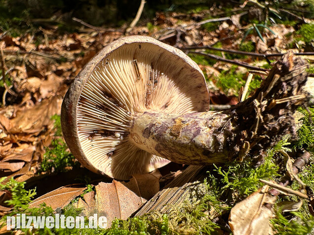 Klebriger Violettmilchling, Ungezonter Violettmilchling, Lactarius uvidus